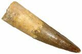 Fossil Spinosaurus Tooth - Real Fossil Tooth #370722-1